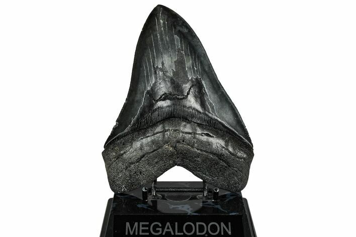 Serrated, Fossil Megalodon Tooth - South Carolina #328979